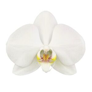 Meet your Posher, Angy